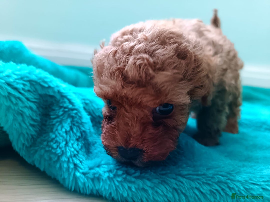 Toy Poodle dogs for sale: toy poodles from k.c.registered DNA tested parents - Image 11