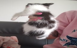 Mixed Breed cats for sale: Black and ginger, white and black kittens - Image 4