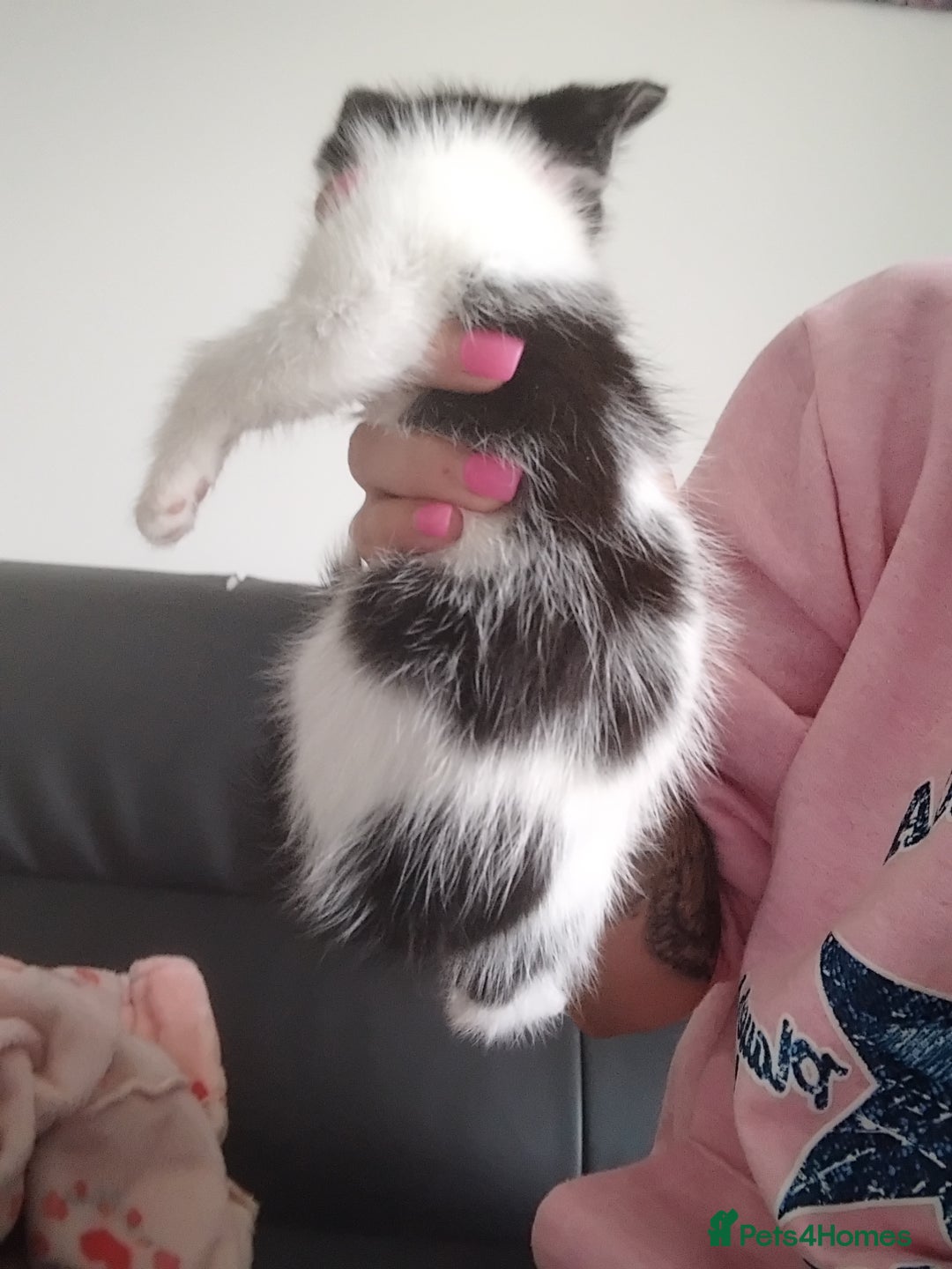 Mixed Breed cats for sale: Black and ginger, white and black kittens - Image 4
