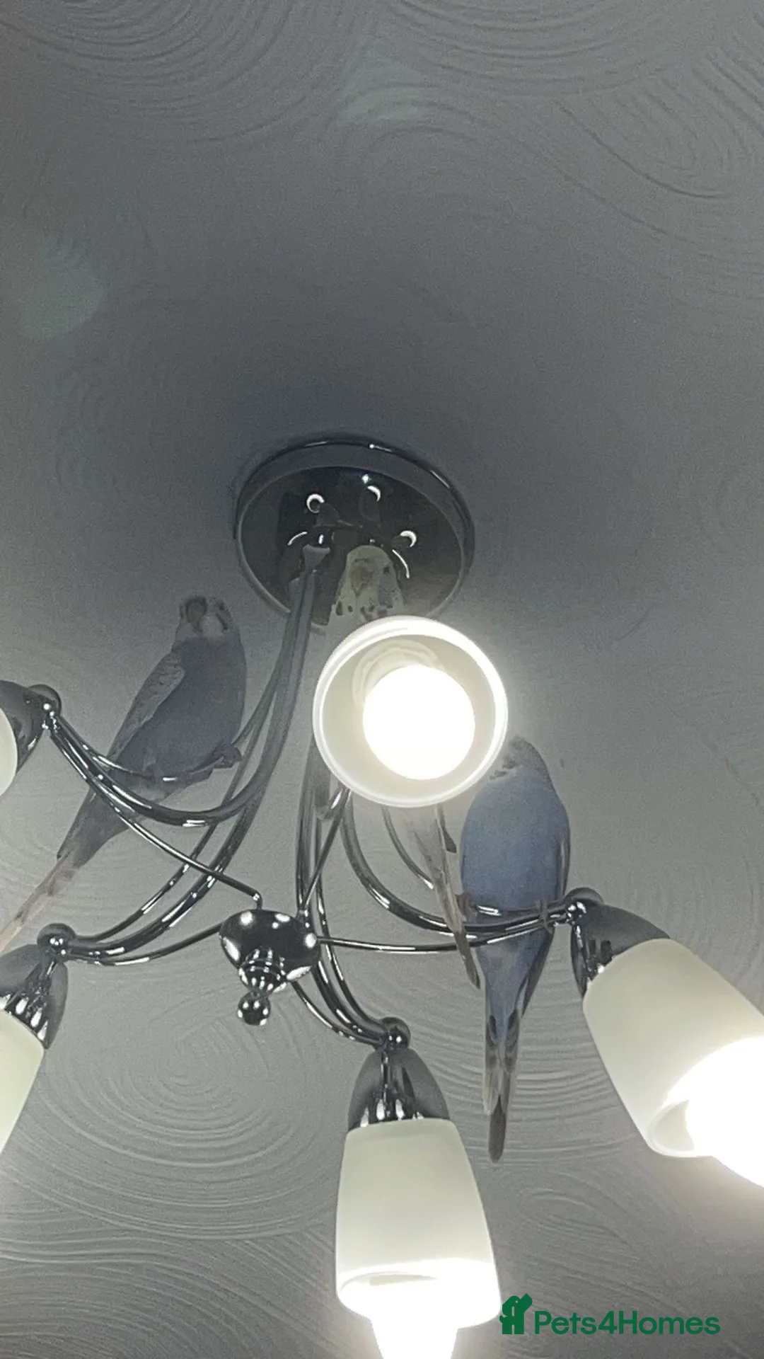 Budgerigars birds for sale: Budgie birds in Gloucester - Advert 5