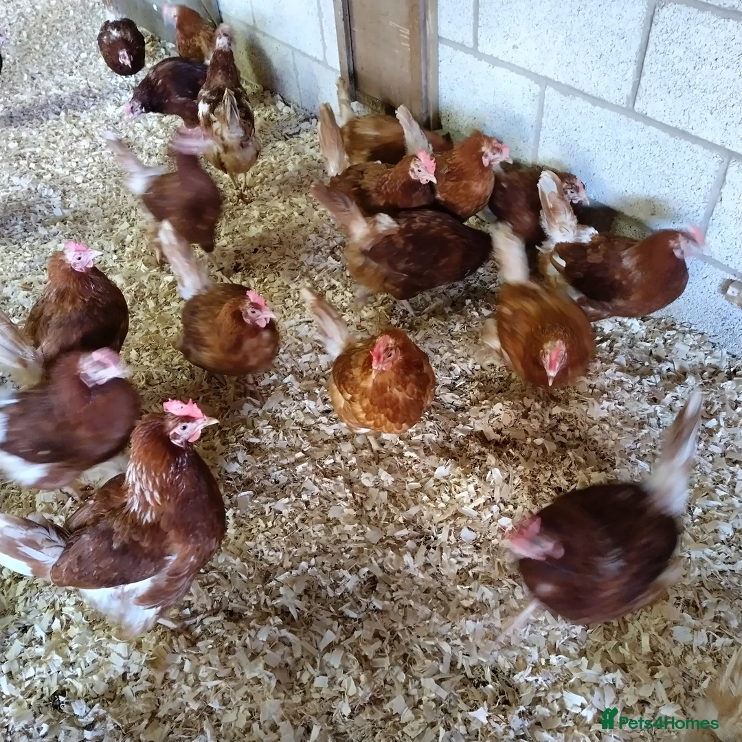 Chickens poultry for sale: Ex commercial laying hens  - Advert 2