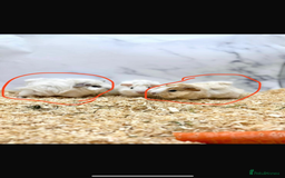 Guinea Pig rodents for sale: Abbysiann Guinea pigs x2 - Image 4