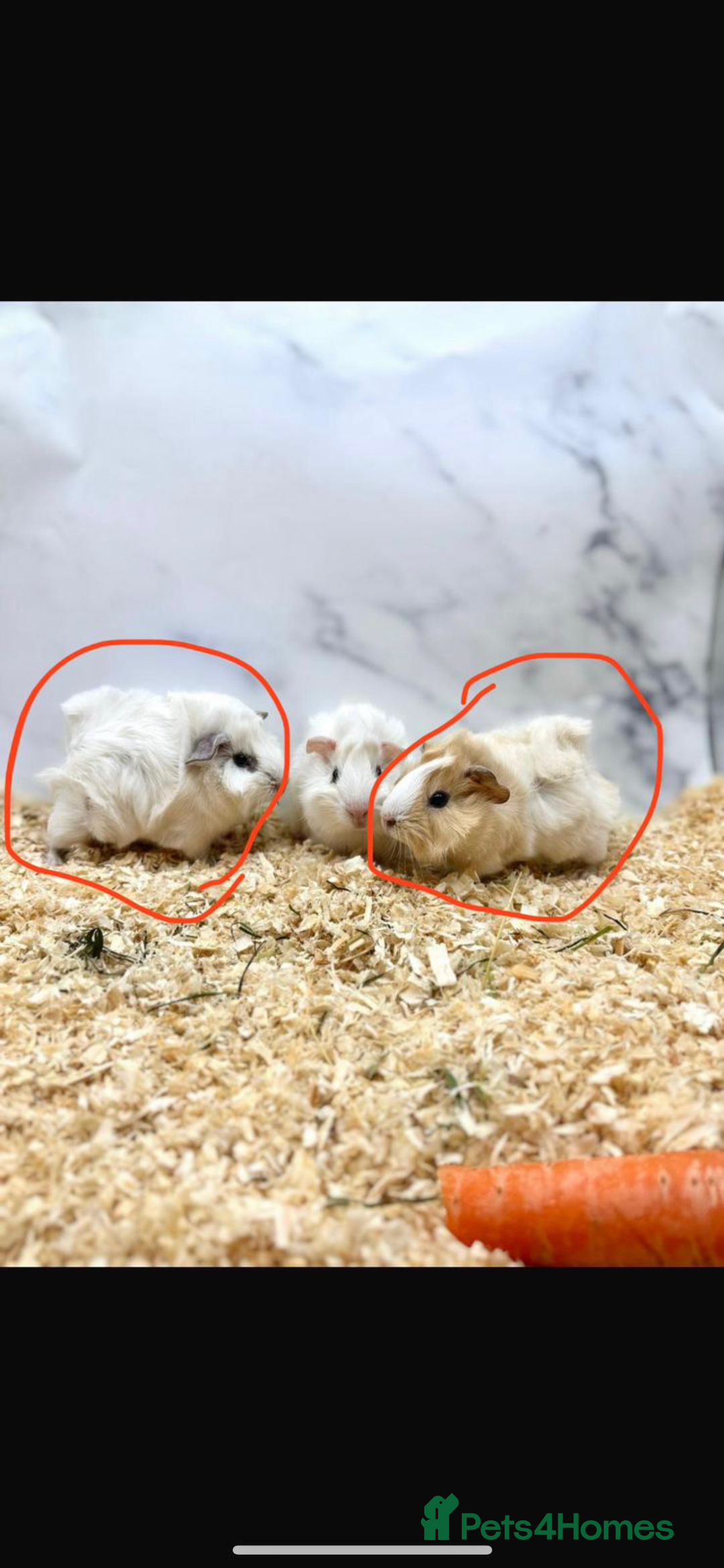 Guinea Pig rodents for sale: Abbysiann Guinea pigs x2 - Image 4