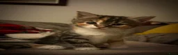 Mixed Breed cats for sale: Calico Kittens for sale  in London - Advert 5