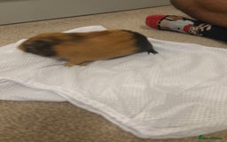 Guinea Pig rodents for sale: 2 boar Guniea pigs - Image 4