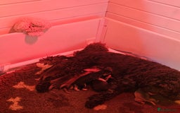 Cockapoo dogs for sale: F2 Cockapoo Puppies - Advert 11