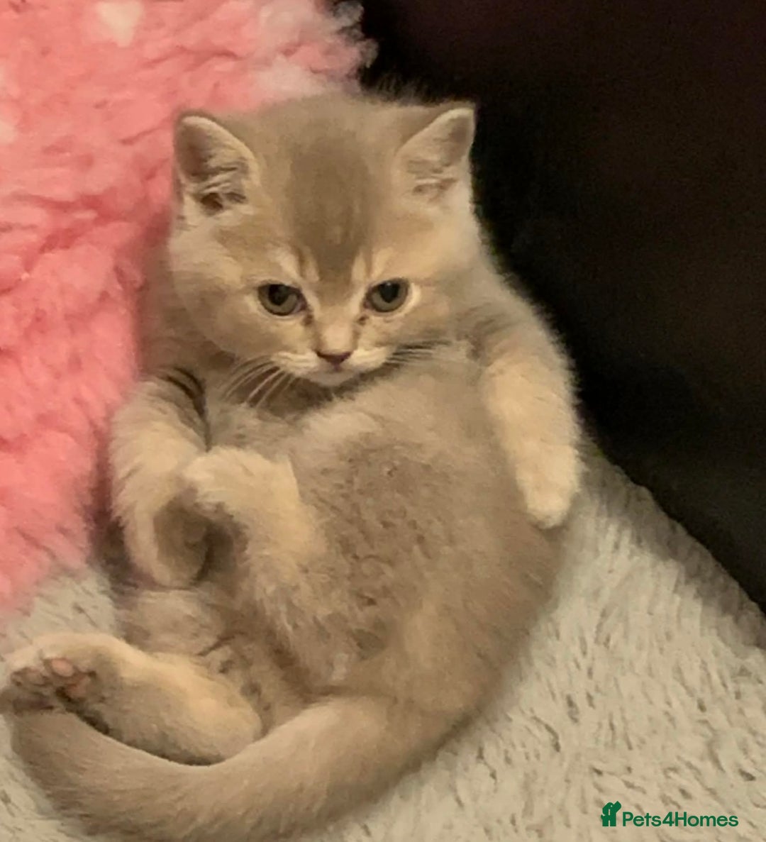 British Shorthair cats for sale: Beautiful British Shorthair kittens  - Advert 25