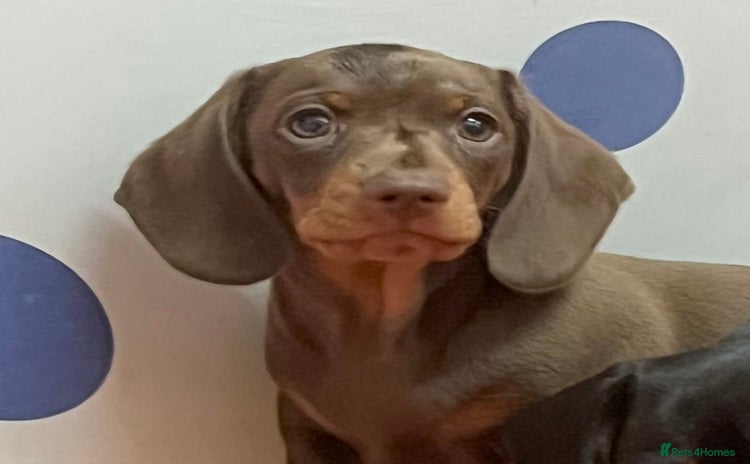 Miniature Dachshund dogs - Advert 6