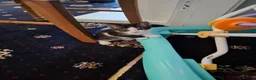 Mixed Breed cats for sale: Mixed Bengal Kittens in Pinner - Advert 8