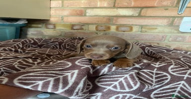 Dachshund dogs - Advert 5