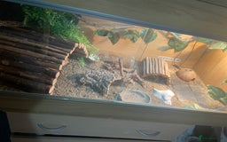 Leopard Gecko reptiles for sale: 2 Leo geckos and Viv  - Image 1
