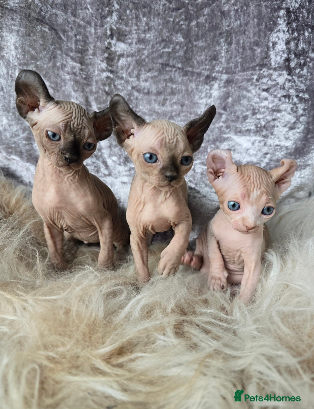Sphynx cats HEALTH TESTED💖 TICA SPHYNX 💖KITTENS  - Advert 1