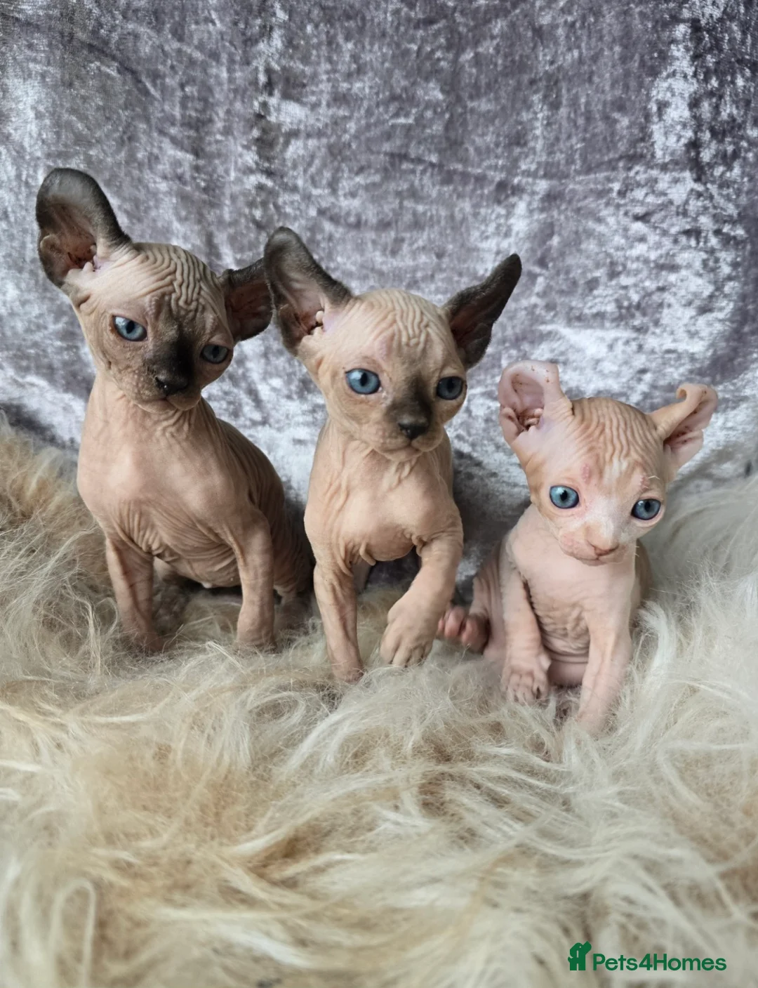 Sphynx cats for sale: HEALTH TESTED💖 TICA SPHYNX 💖KITTENS  - Advert 1