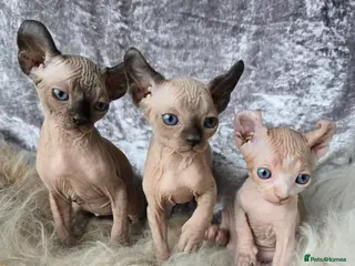 Sphynx cats for sale: 🌟 SPHYNX KITTENS 🌟😸HEALTH TESTED😸 - Advert 2