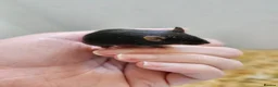 Mouse rodents for sale: Baby female fancy mice  - Advert 5