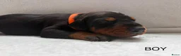 Dobermann dogs for sale: KC REGISTERED - DOBERMAN PUPPIES in Saint Helens - Advert 18