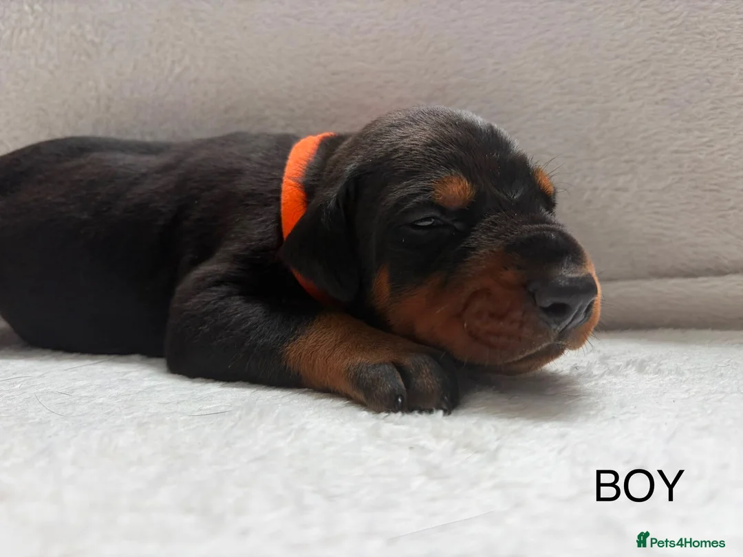 Dobermann dogs for sale: KC REGISTERED - DOBERMAN PUPPIES in Saint Helens - Advert 18