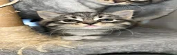 Mixed Breed cats for sale: Stunning Ragdoll / Bengal Mixed Kittens in Shipley - Advert 25