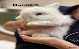 Angora rabbits for sale: Teddy Widder babies for sale  - Image 4