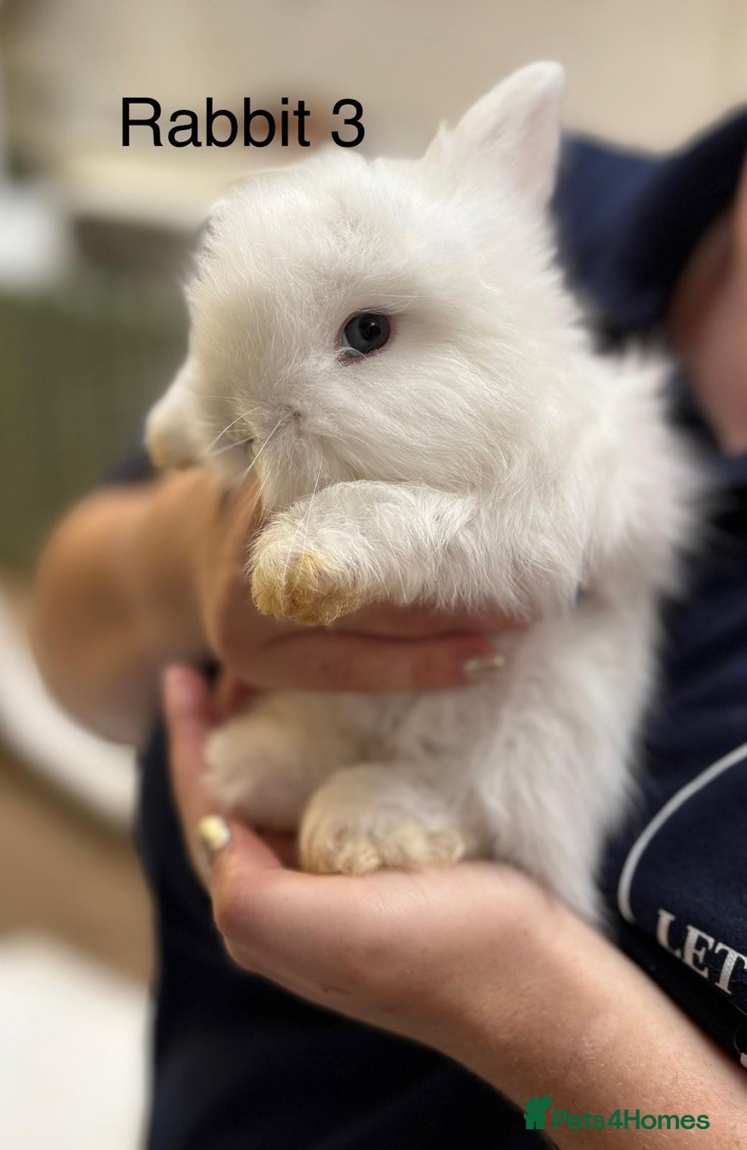 Angora rabbits for sale: Teddy Widder babies for sale  - Image 4
