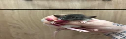 Rat rodents for sale: Gorgeous pedigree dwarf rat pups - Advert 6