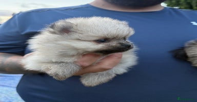 Pomeranian dogs - Advert 5