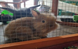 Lionhead rabbits for sale: Lionhead buck  - Image 3