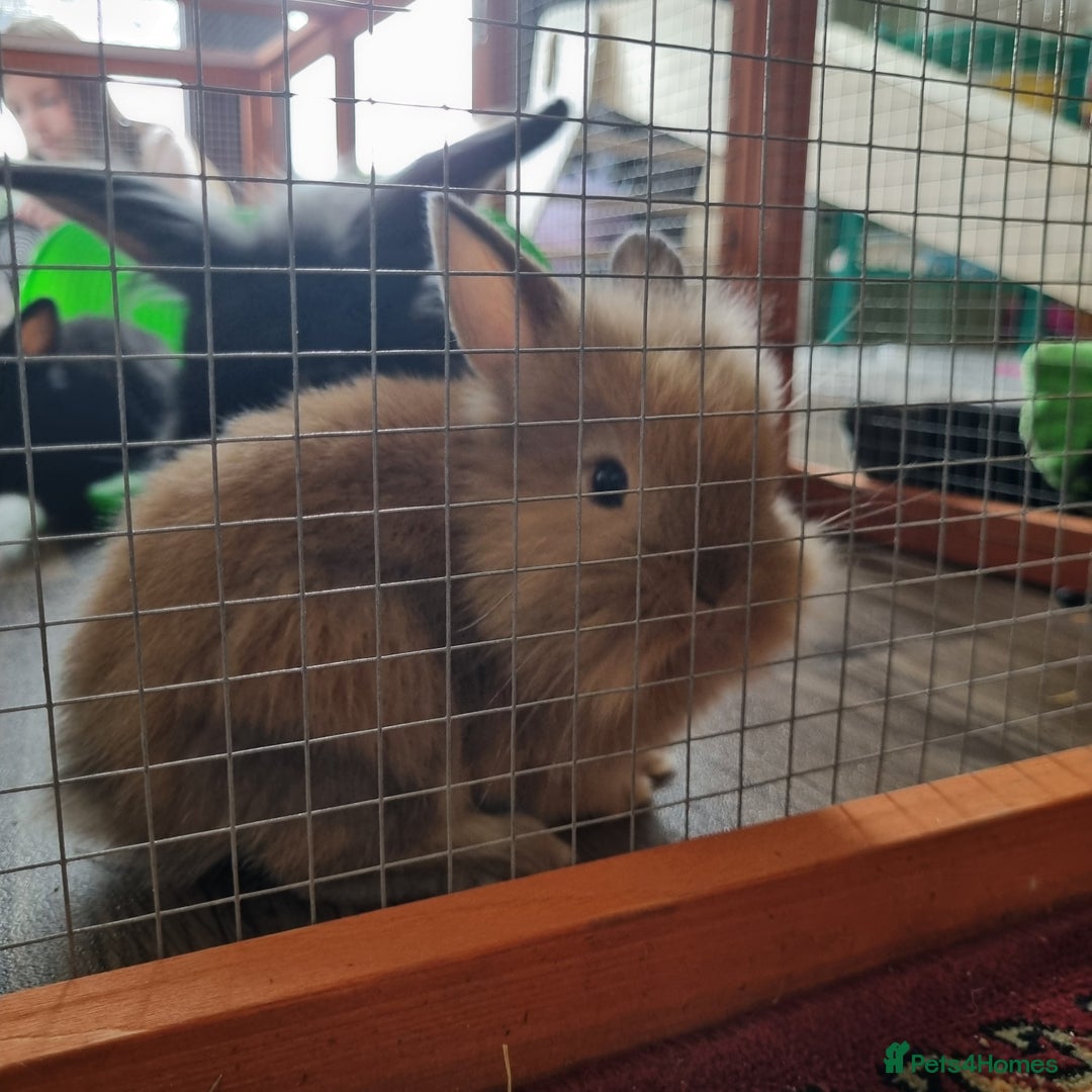 Lionhead rabbits for sale: Lionhead buck  - Image 3