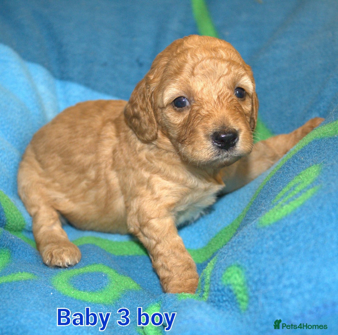 Mixed Breed dogs for sale: 4 boys 2 girls cavapoo x cockapoo puppies - Image 6