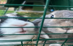 Mini Lop rabbits for sale: Mini lop ear rabbits & hutch/run included  - Image 4