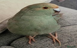 Parakeets birds for sale: 2x kakarikis and large cage  - Image 2