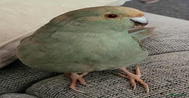 Parakeets birds - Advert 7