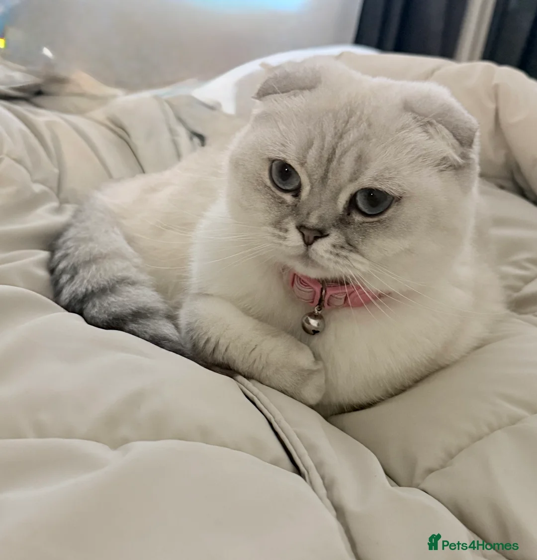 Scottish Fold cats for sale: Beautiful Scottish fold  - Advert 6