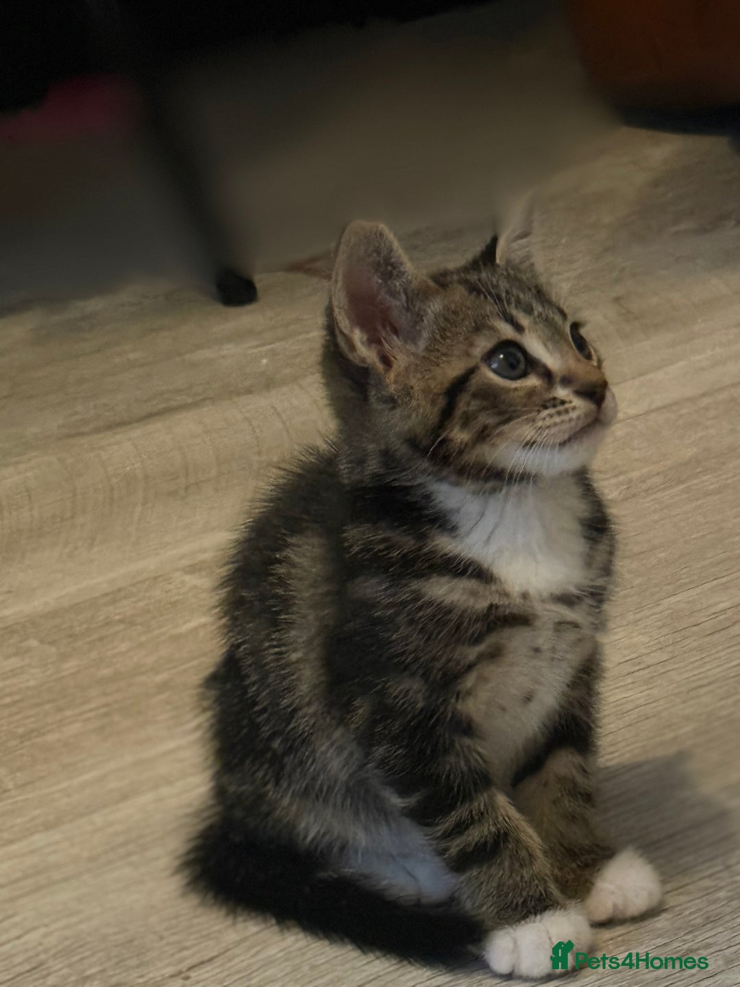 Bengal cats for sale: 🐾 Half Bengal Mix Kittens for Sale 🐾 - Image 4