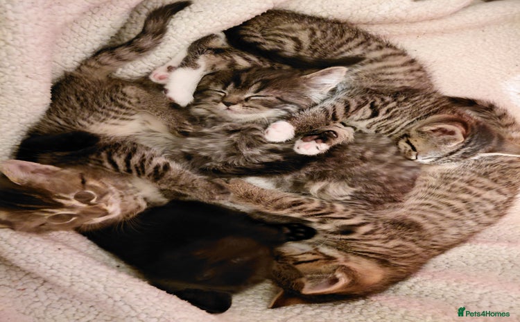 Maine Coon cats Half Maine Coon - Advert 1