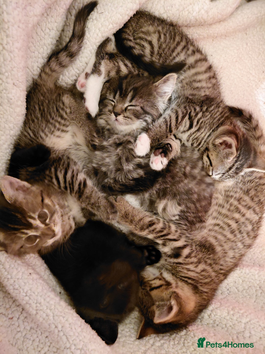 Maine Coon cats for sale: Half Maine Coon - Advert 1