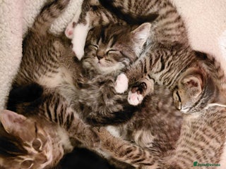 Maine Coon cats Half Maine Coon - Advert 18