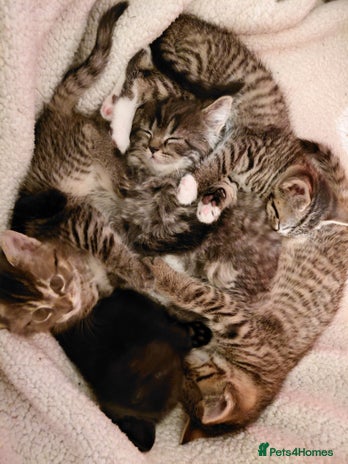 Maine Coon cats Half Maine Coon - Advert 1