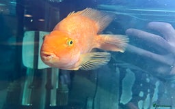 Cichlids fish for sale: Parrot Fish - Image 2
