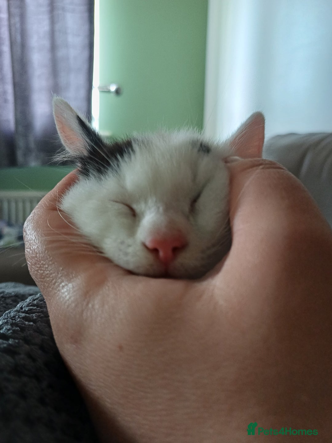 Mixed Breed cats for sale: Boy kittens  - Image 2