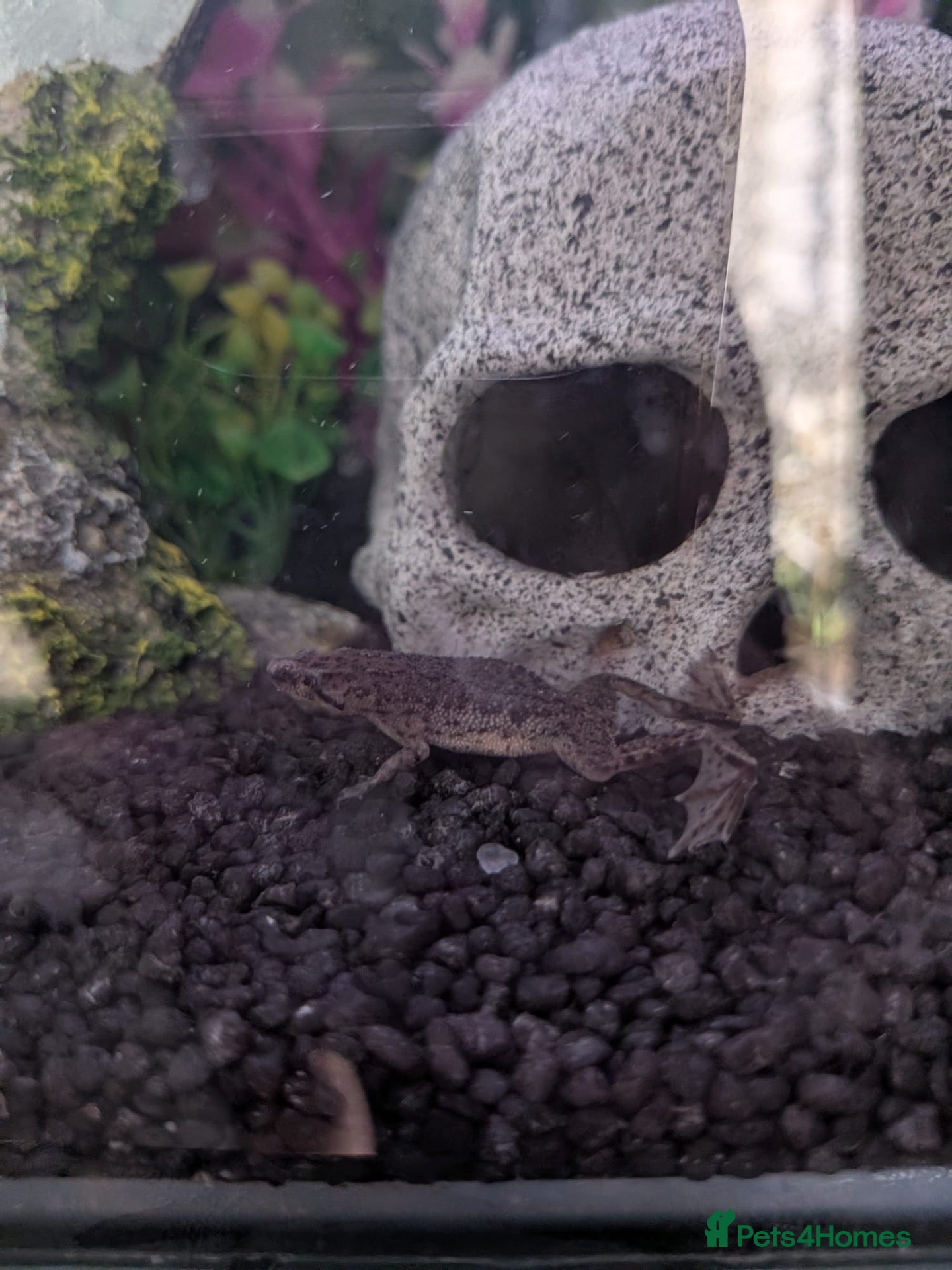 Frog reptiles for sale: 3 African dwaf frogs for sale  - Advert 7