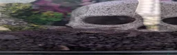 Frog reptiles for sale: 3 African dwaf frogs for sale  - Advert 1