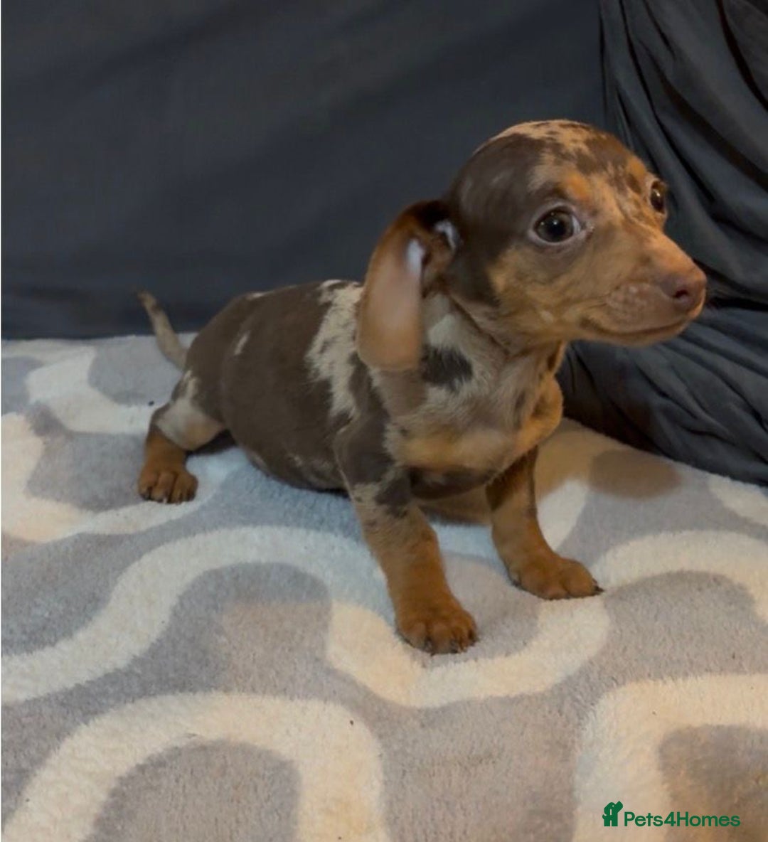 Mixed Breed dogs for sale: Daxijacks puppies ❤️💙 - Advert 1