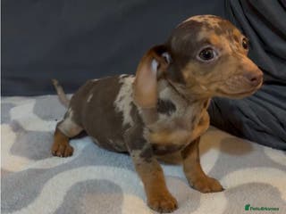 Mixed Breed dogs Daxijacks puppies ❤️💙 - Advert 1