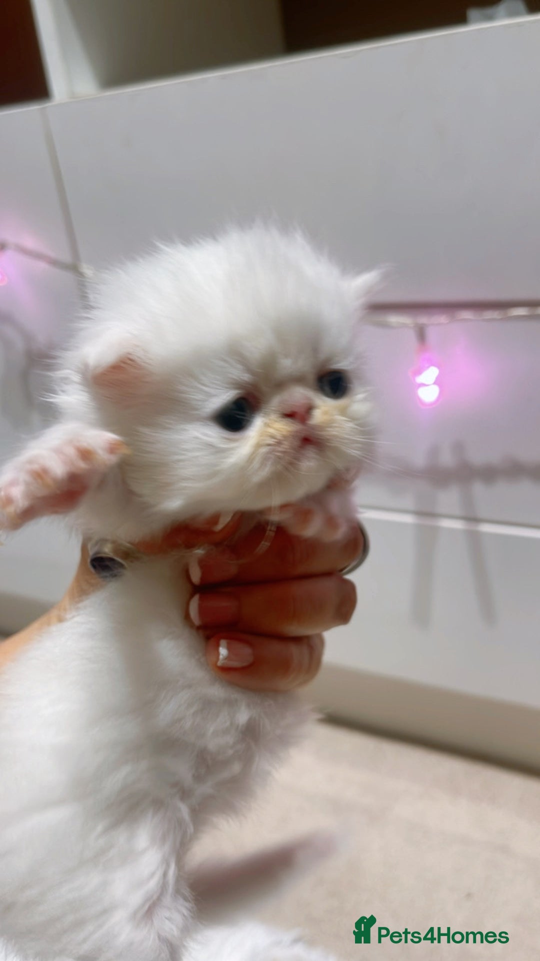 Persian cats for sale: ♥️🍃 ꨁ EXOTIC PERSIAN DOLL FACE KITTENS FOR SALE - Advert 12