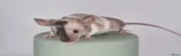 Mouse rodents for sale: Fancy Mice 🐭 - Advert 7