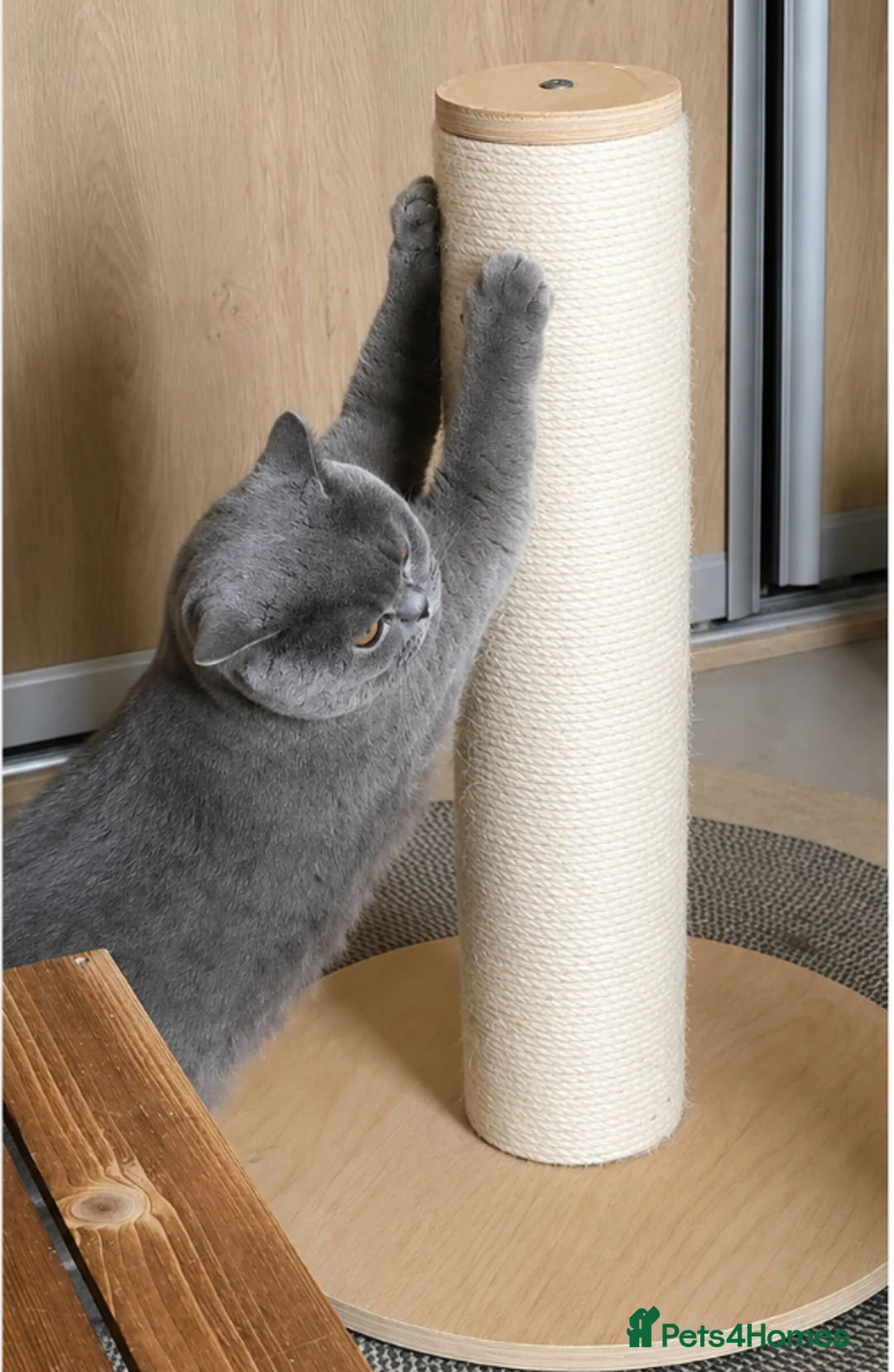 British Shorthair cats for sale: Home Sweet Home - Advert 1