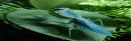 Praying Mantis invertebrates for sale: Various Praying Mantis. PLEASE READ FULL ADVERT.  - Advert 1