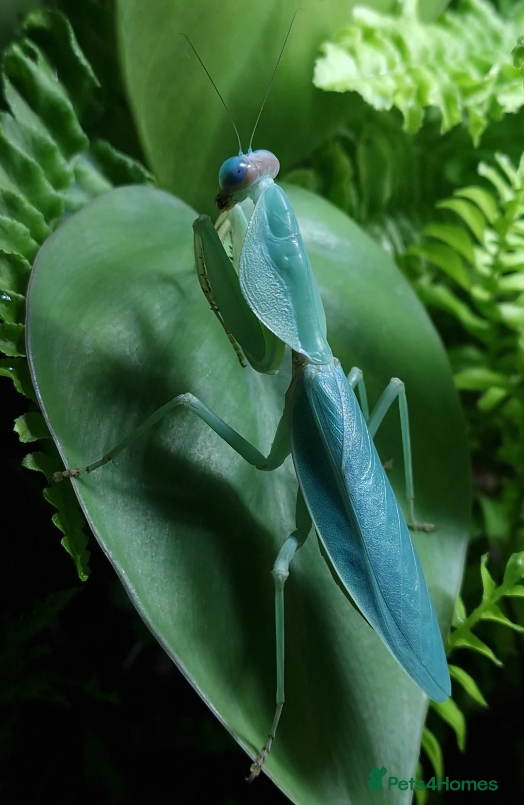 Praying Mantis invertebrates for sale: Various Praying Mantis. PLEASE READ FULL ADVERT.  - Advert 1