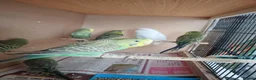 Budgerigars birds for sale: Young budgies and zebra finches for sale. - Advert 3
